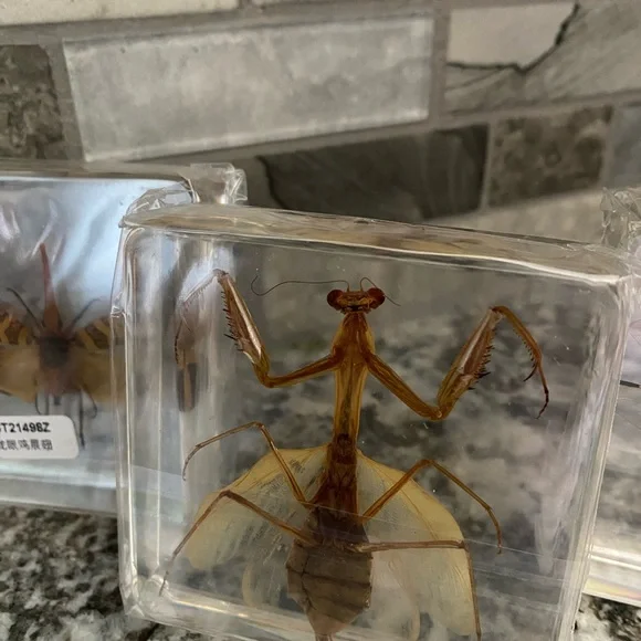 Insect Specimen Collection Set - Picture 3 of 5